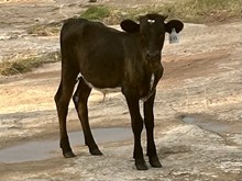 LM7 TEXAS TREASURE steer