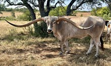 LM FIRECRACKER steer
