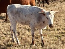 LM TEXANA’S EDGE
