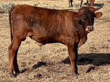 LUCKY CHARM steer