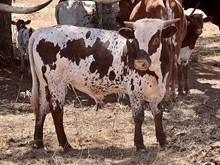 100 x LUNA DREAMS steer