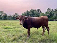 Hicks Marlboro Red