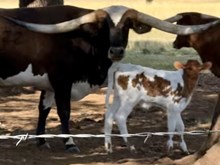 TUCO X HIGH REGARDS bull