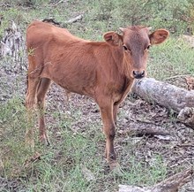Delightful's bull calf