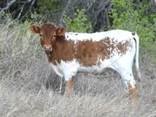 KDK ADVENTUROUS LILO