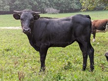 Hydro x 2Stripe heifer