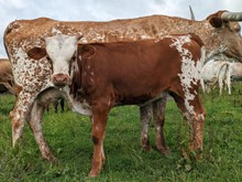 Dani Boy LM x Melinda HEIFER