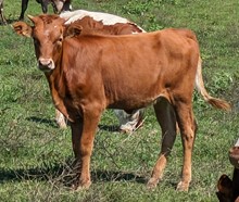 Dani Boy x Cherry Pie  HEIFER 