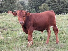 Dani Boy x safari Dove BULL 