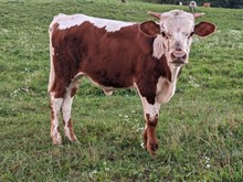 Dani Boy x Summer Rain BULL