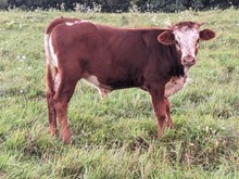 Dani Boy x Firecracker BULL