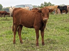 Dani Boy LM x Cherry Berry HEIFER