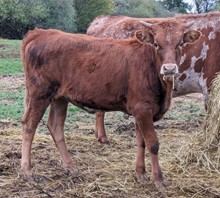 Dani Boy x Cherry Pie  HEIFER 