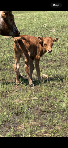 MARLBORO MAN X DANIELLES ICON bull