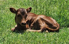 Delightful's bull calf