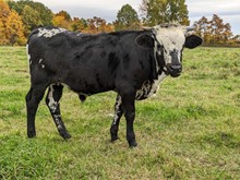 Dani Boy x Dreamin BULL